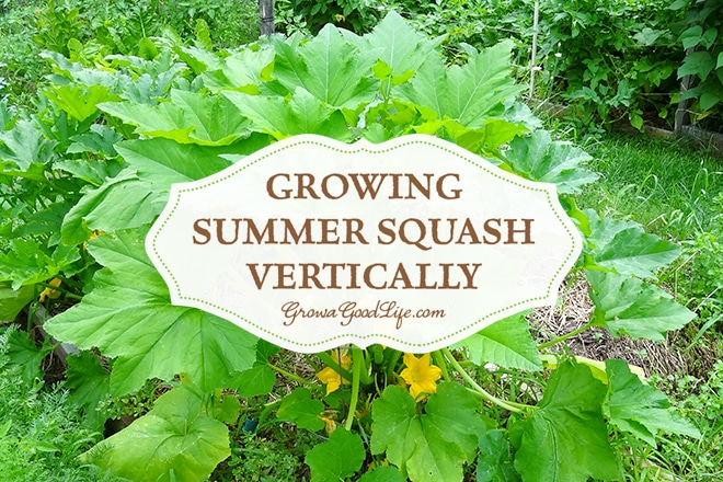 Growing summer squash vertically by trellising or in tomato cages help to save space, encourage air circulation, and allow the squash to be more visible reducing the chance of overgrowth and fewer plant diseases. Growing summer squash vertically by trellising or in tomato cages helps to save space, encourages air circulation, and allows the squash to be more visible reducing the chance of overgrowth.