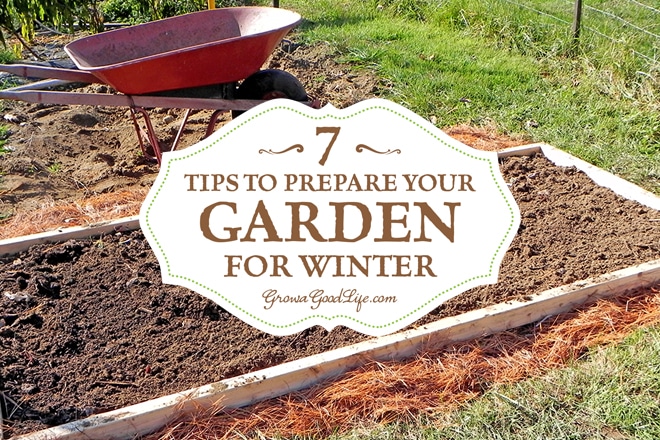 Taking the effort to clean up the vegetable garden beds in fall makes it very easy to begin growing the following spring. Tips to do before the snow flies. Taking the effort to clean up the vegetable garden beds in fall makes it very easy to begin growing the following spring. Tips to do before the snow flies.