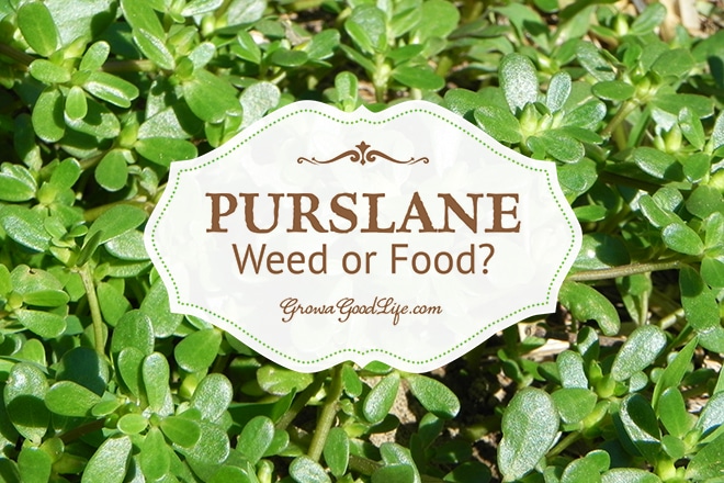 Have you found purslane in your garden and are you wondering if you should weed it or eat it? Have you found purslane in your garden and are you wondering if you should weed it or eat it?